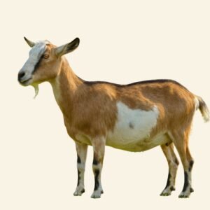 Live Goat for Sale – Healthy, Farm-Raised, Mature Goat (Whole or Custom-Processed)