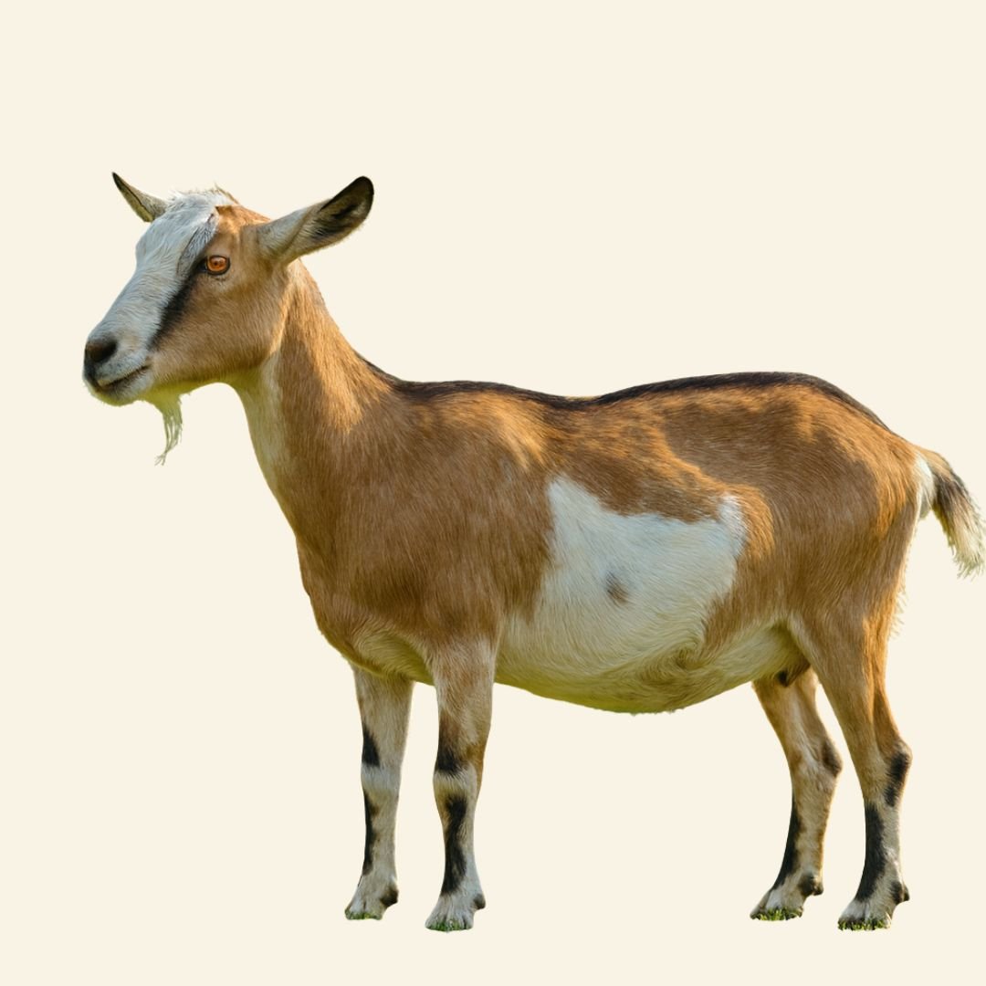Live Goat for Sale – Healthy, Farm-Raised, Mature Goat (Whole or Custom-Processed)